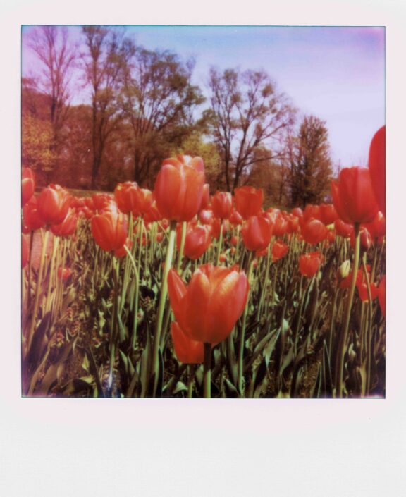 Tulips